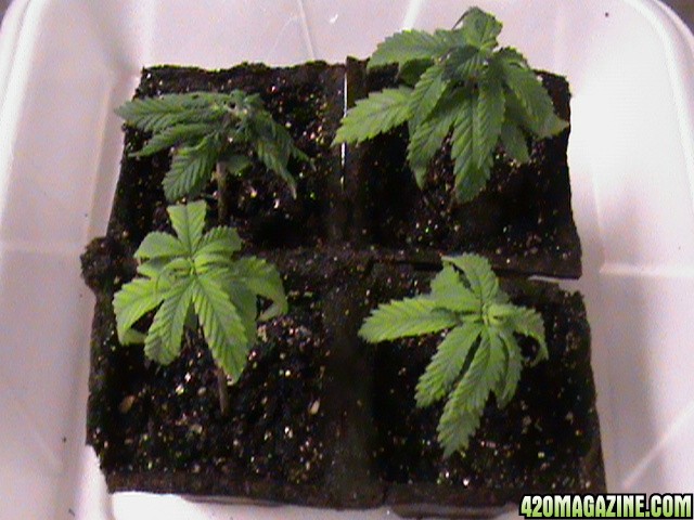 poorSeedling-01.jpg