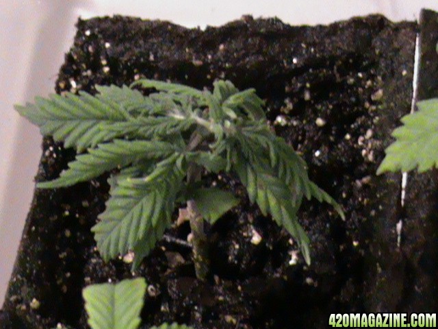 poorSeedling-02.jpg