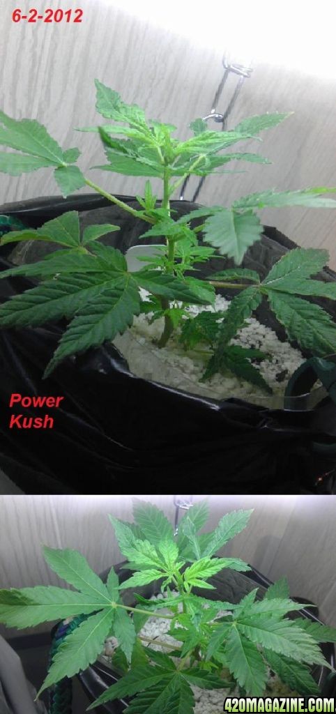 power_kush_6-2-12.jpg