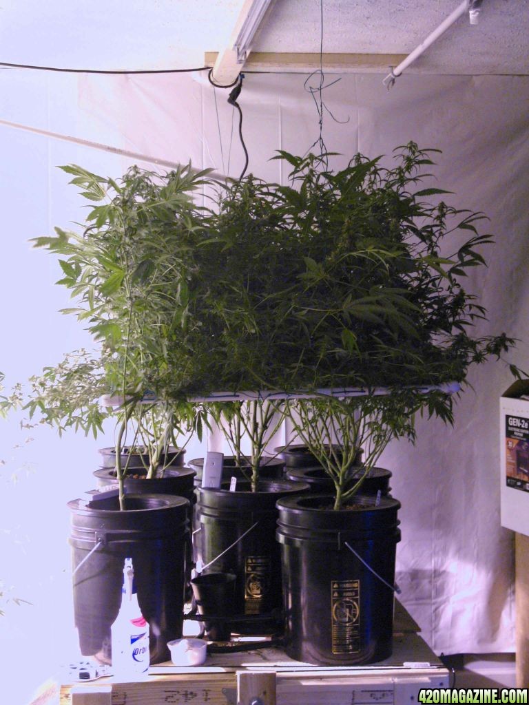 pretty_full_scrog_week_5b.jpg