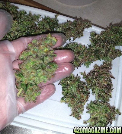 purple_P_1_leftover_buds.jpg