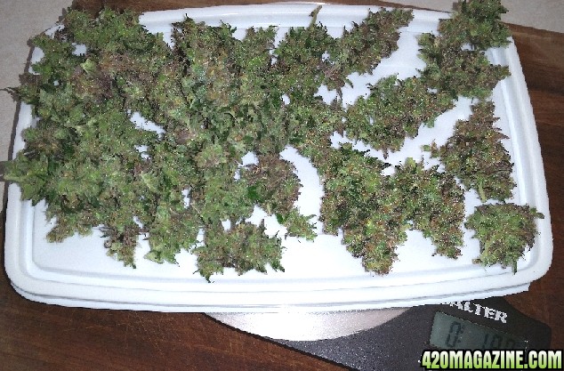 purple_P_1_leftover_buds_2.jpg