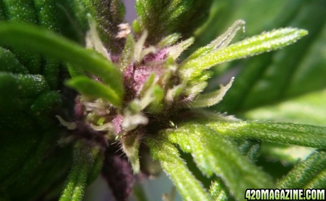 purple_buds_2.jpg