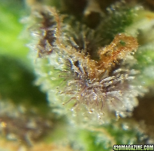 purple_trichomes_1.jpg