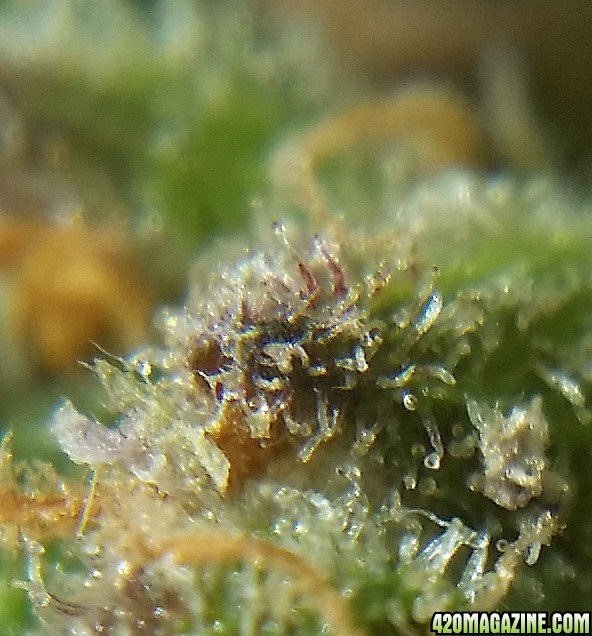 purple_trichomes_3.jpg