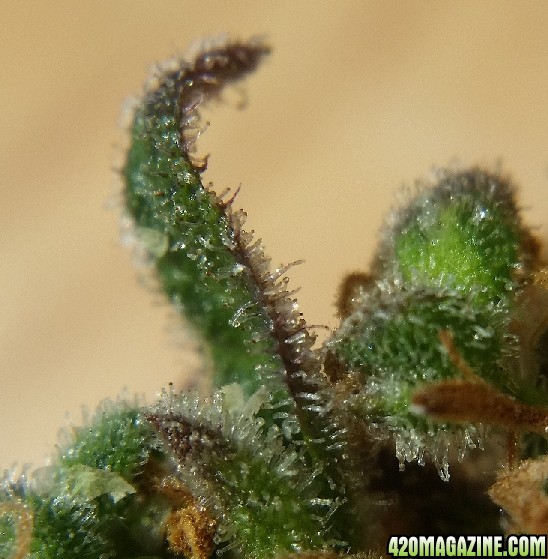 purple_trichomes_4.jpg