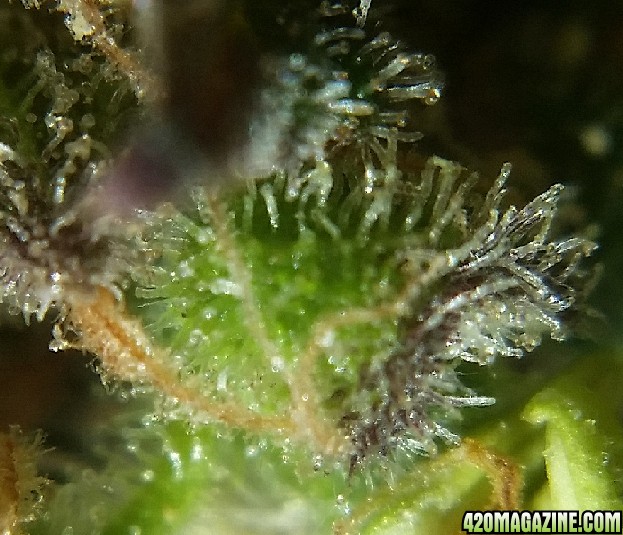 purple_trichomes_5.jpg