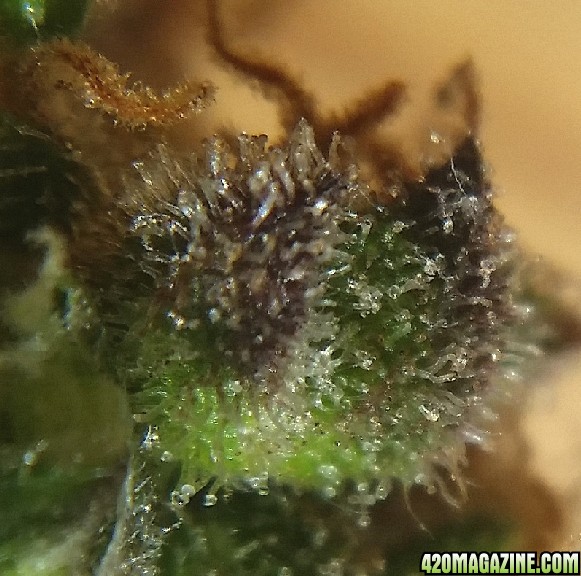 purple_trichomes_6.jpg