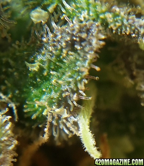 purple_trichomes_7.jpg