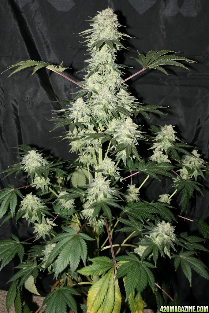 purps_led_005_683x1024_.jpg