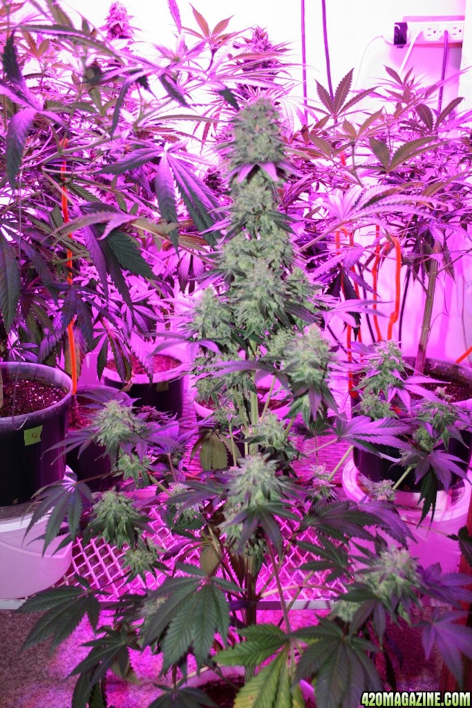 purps_led_006_683x1024_.jpg