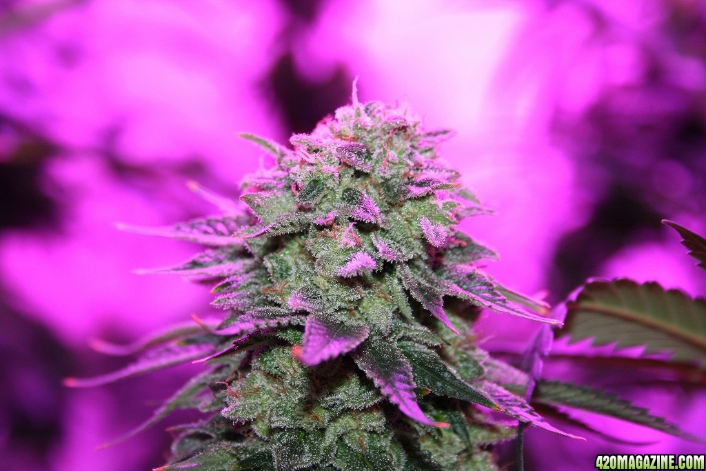 purps_led_007_1024x683_.jpg