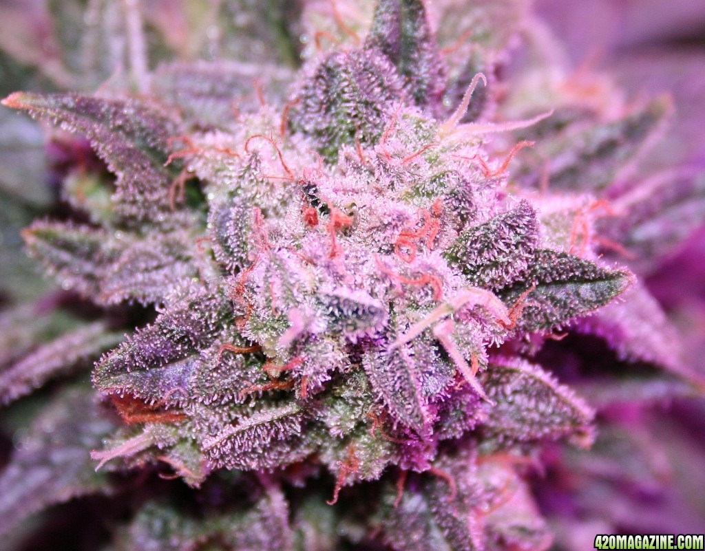 purps_led_009_1024x801_.jpg