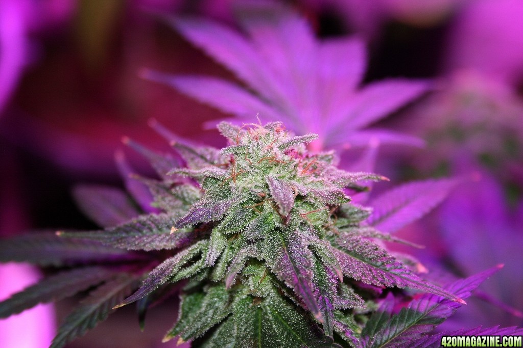 purps_led_010_1024x683_.jpg