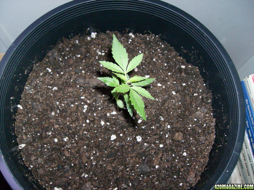 repot_002.JPG