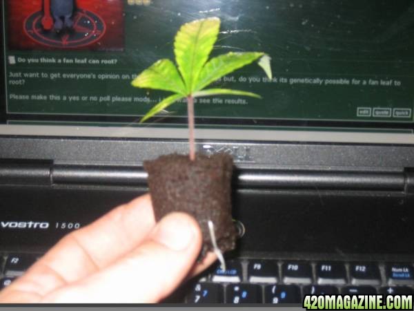 rooted_fan_leaf.JPG