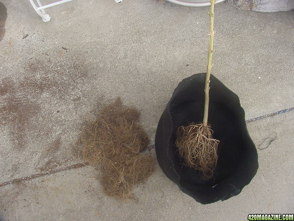 roots3_7gal.jpg