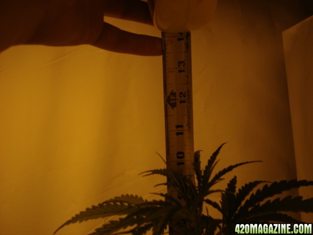 sativa_11inches.JPG