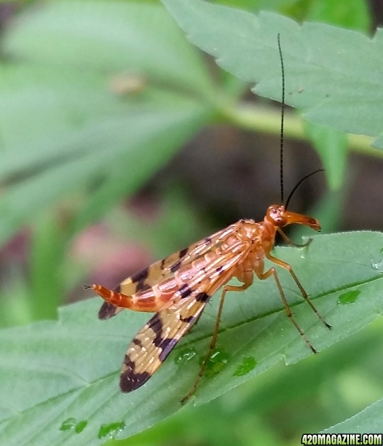 scorpionfly_2.jpg