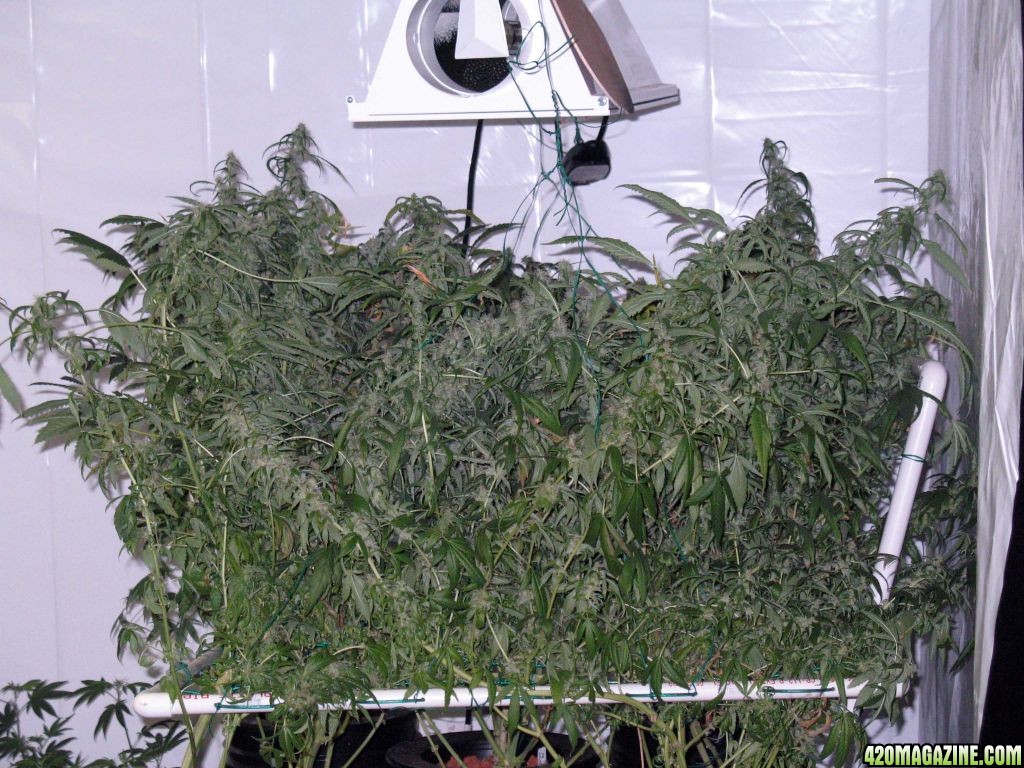 scrog41.jpg