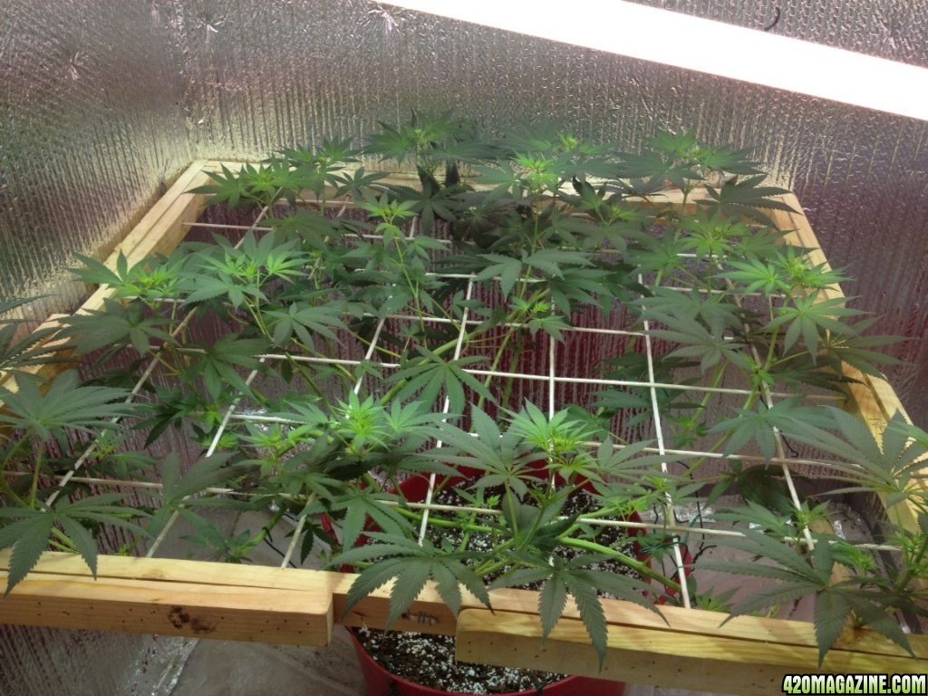 scrog44.jpg