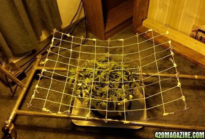 scrog48.jpg