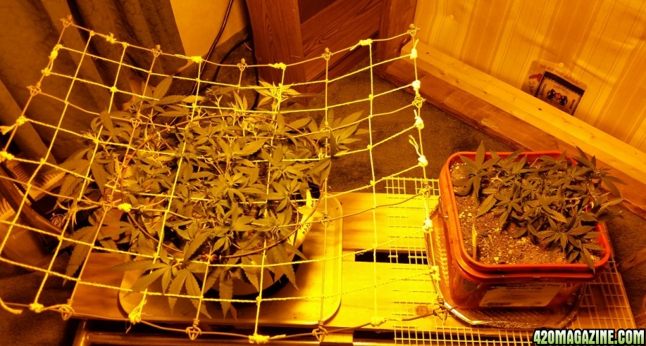 scrog_15.jpg