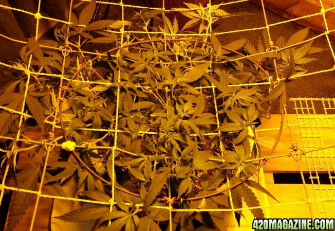 scrog_27.jpg