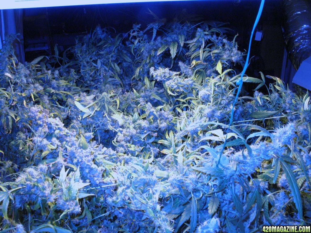 scrog_flash_blue.jpg