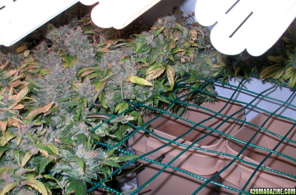 scrog_harvest_mid2.jpg