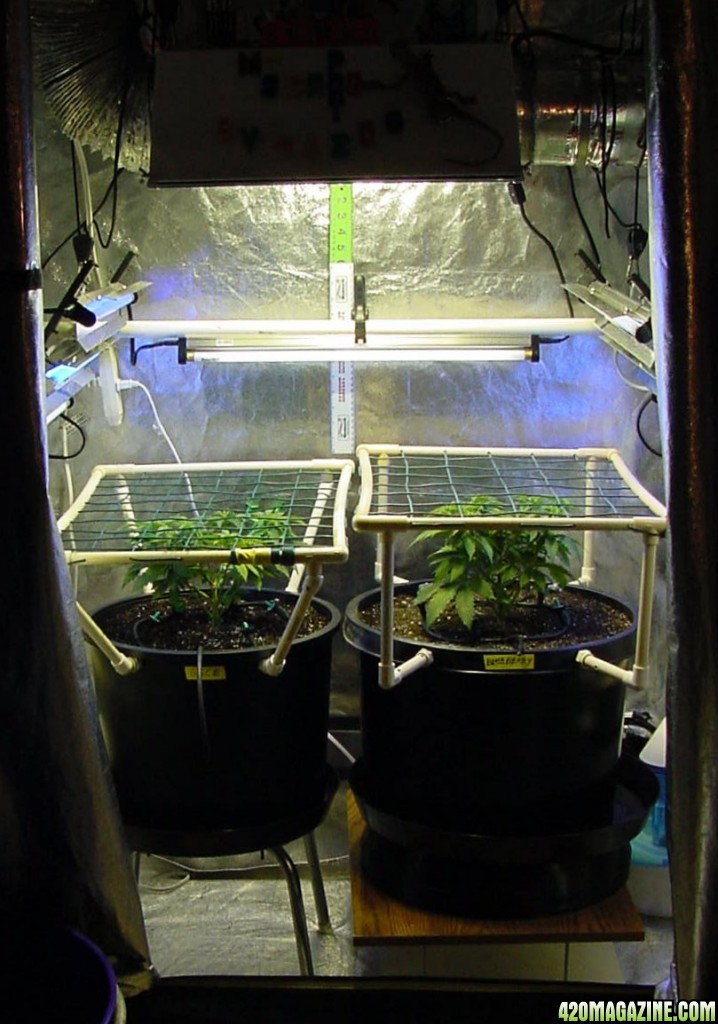 scrog_tilt_2.jpg