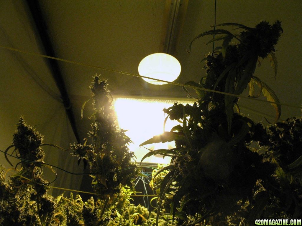 scrog_tops_backlit.jpg