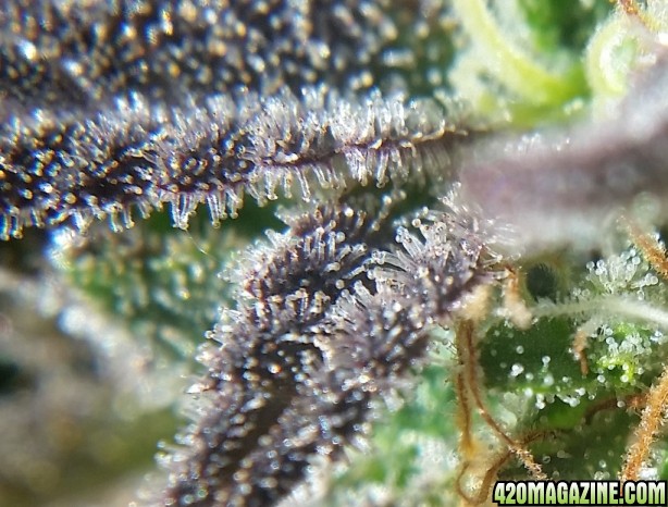 scrog_trichomes_1.jpg