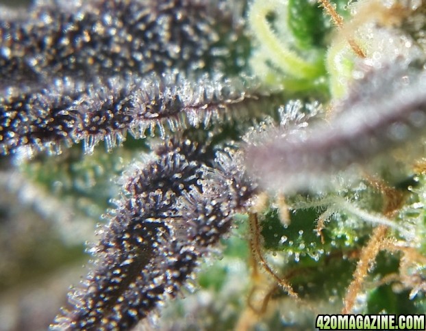 scrog_trichomes_4.jpg