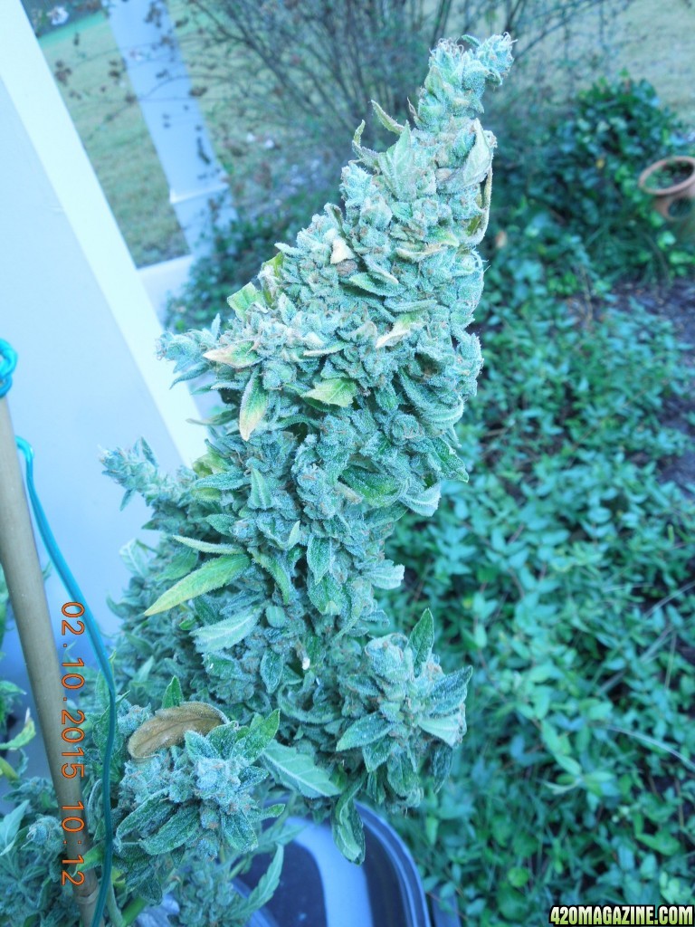 sd2_auto_pre_harvest_pics_bud2.jpg