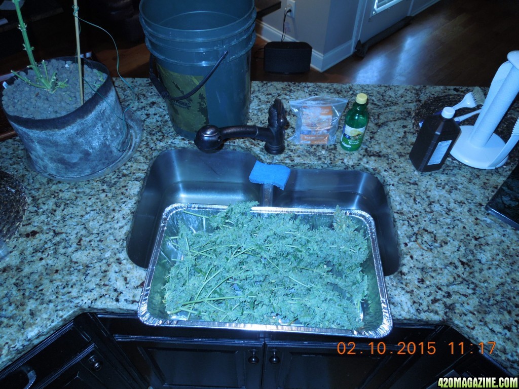 sd2_harvest_pics_pre_budwash_2.jpg