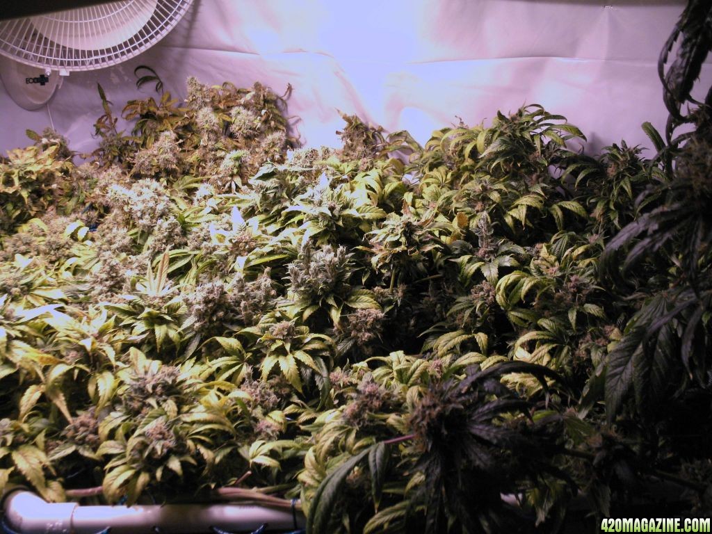 sd_scrog_3_30.jpg