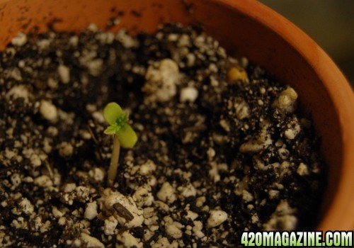 seedling17.JPG