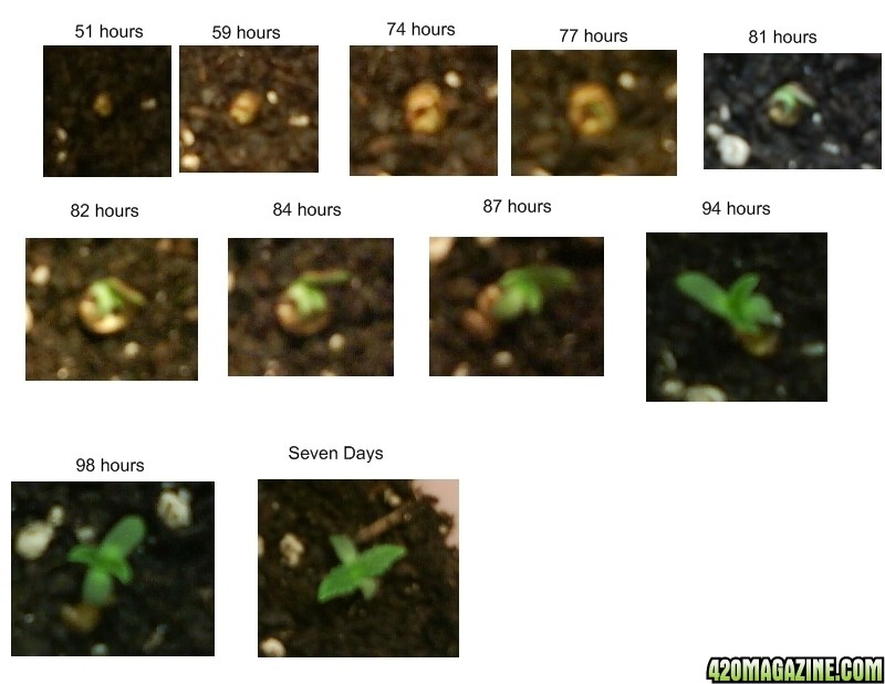 seedling_time_lapse.jpg