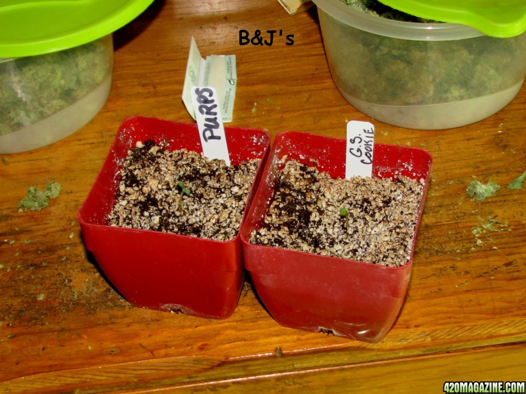 seedlings48.jpg