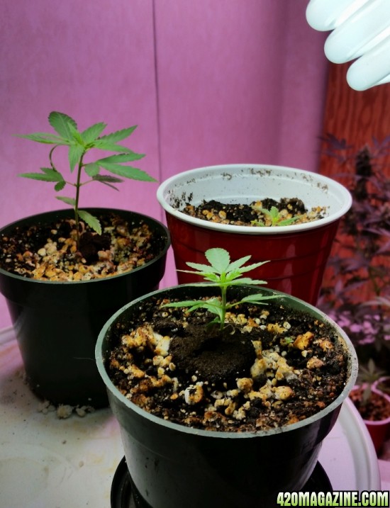 seedlings_1.jpg