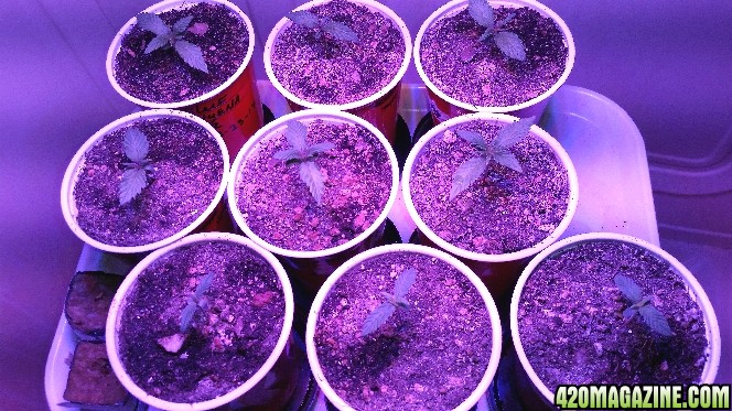 seedlings_4-4-17_2.jpg