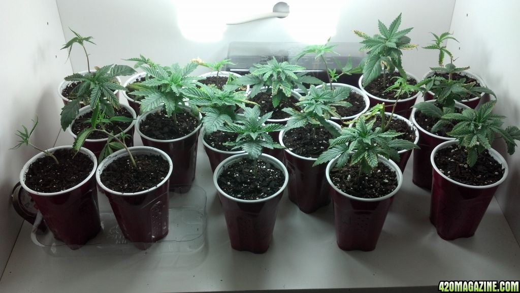 seedlings_and_clones.JPG