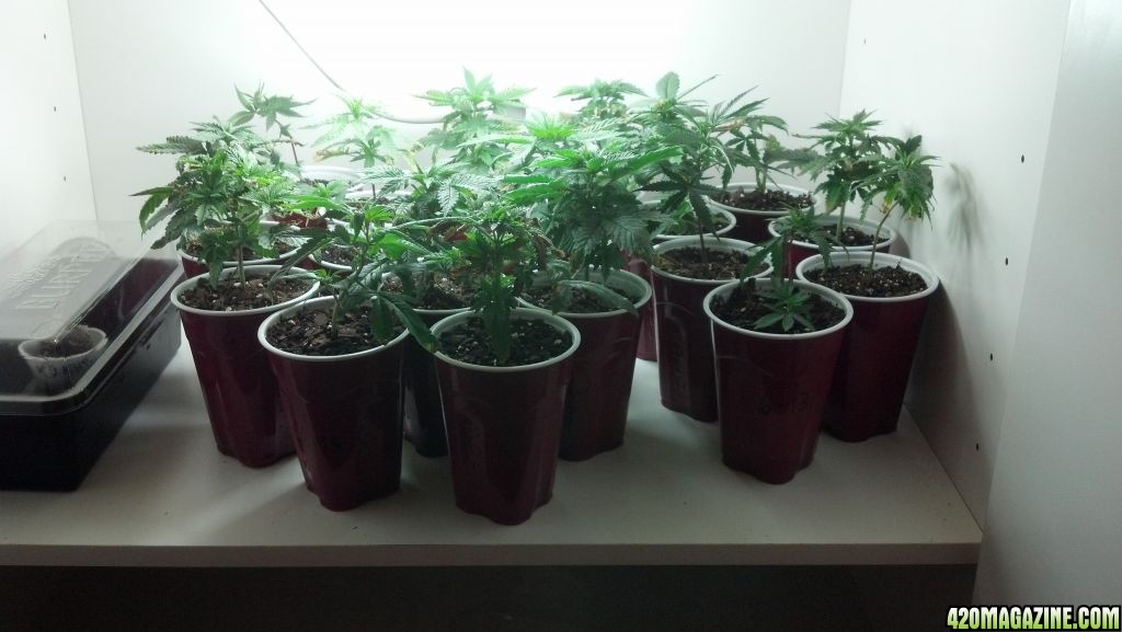 seedlings_and_clones1.JPG