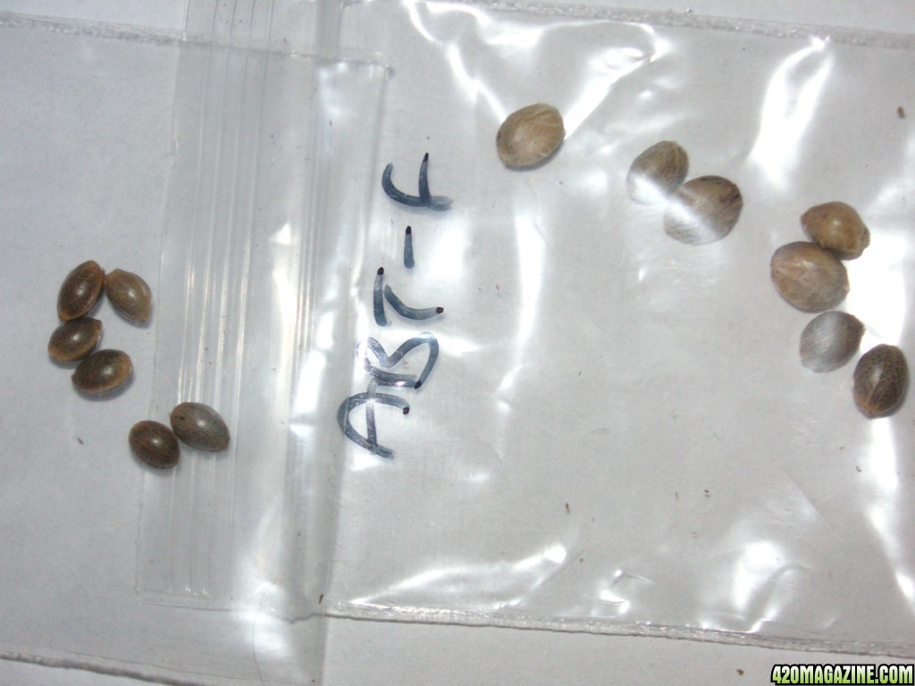 seeds212.JPG