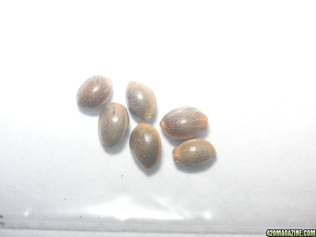 seeds75.JPG