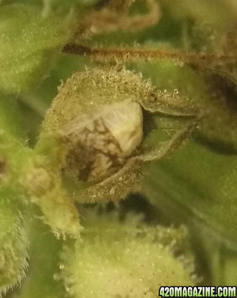 seeds_22.jpg