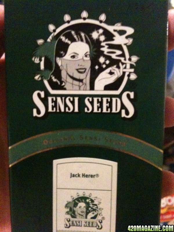 sensi11.jpg