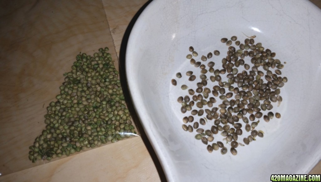 sheheshe_seeds.jpg