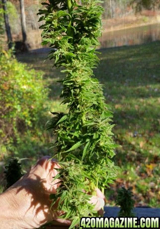 sleestack_harvest_3.jpg